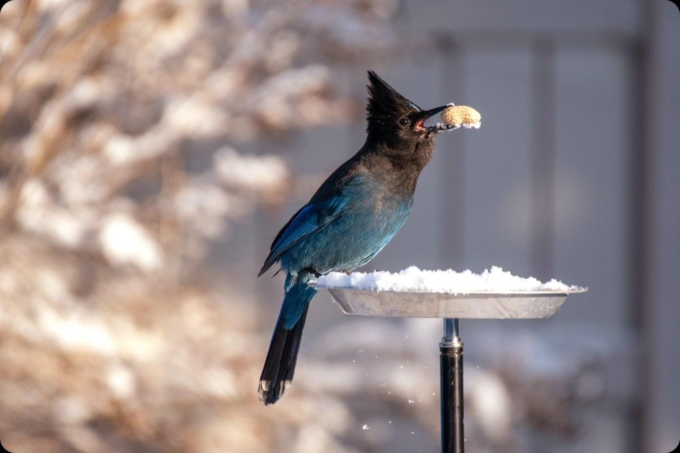 bird